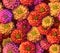 Many colorful zinnia flowers blooming in garden Lush 1690449238340 3