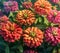 Many colorful zinnia flowers blooming in garden Lush 1690449238340 7
