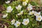 Many colors japanese anemone with white petals and yellow pistils close-up on flowerbed