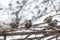 Many common european starling birds on grape vine while snowfall