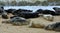 Many Common - Harbour Seals on beach