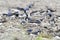 Many Common house martin  in a puddle