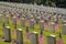 Many common military tombstones with small US flags