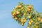 Many common pears at a branch against the bluw sky