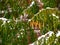 Many cones on green spruce branch in winter - Snowfall captured in motion