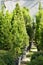 Many coniferous trees in pots, in a tree nursery, the concept