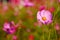 Many of cosmos flower in garden with soft focus background