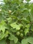 Many cotton plants