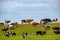 Many cows of different colors on a green hill graze on a summer day