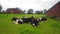 Many cows on a grassfield