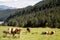 Many Cows on pasture, Alps in background, Germany