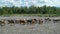 Many cows standing in small river