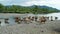 Many cows standing in water in the small river