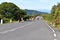 Many cows on the street on the way to the hiking trail at the Fairy forest in Fanal with ancient laurel trees in Madeira, Portugal