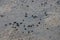 Many crabs on the mud at the mangrove