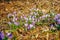 Many crocuses in dry autumn leaves. A field of crocuses in yello