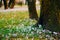 Many crocuses in the grass under the tree. A field of crocuses i