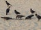 Many crows eat sea snake on the beach wildlife