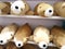 Many cute animal dolls on orderly shelves