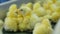 Many cute baby chicks at a poultry farm moving on poultry conveyor. 4K.
