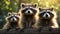 Many cute fluffy raccoons in nature banner funny charming fur