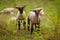 Many cute and happy lambs playing in the meadow