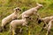 Many cute and happy lambs playing in the meadow