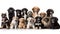 Many cute little stray homeless puppies on white background. Dog puppy Adoption, Adopt dog from rescues and shelters. Rehome a Dog