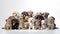Many cute little stray homeless puppies on white background. Dog puppy Adoption, Adopt dog from rescues and shelters. Rehome a Dog