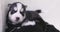 Many cute newborn black and white fur husky pupies with blue eyes in the box