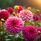 Many Dahlia flowers with rain drops, in rustic garden