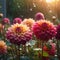 Many Dahlia flowers with rain drops, in rustic garden