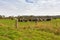 Many dairy Cows in black and white grazing grass on green farmland field, Tasmania