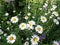 Many daisies