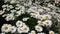 Many daisies daisy flower white daisy