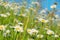 Many daisies on the meadow