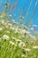 Many daisies on the meadow, portrait format