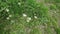 Many dandelion blowballs dolly in shot spring or summer lawn field nature. The wind blows away and spread over seeds of