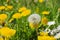 Many dandelion flowers