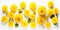 Many Dandelion Flowers on White Background. Beautiful Yellow Blossoms Close Up and Top View