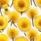 Many Dandelion Flowers on White Background. Beautiful Yellow Blossoms Close Up and Top View