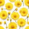 Many Dandelion Flowers on White Background. Beautiful Yellow Blossoms Close Up and Top View