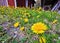 Many dandelions in gravel pebble