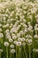 Many dandelions in a green meadow at sunset or sunrise