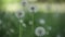 Many dandelions taken with a macro lens