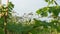 Many dangerous poisonous plants Giant Hogweed Heracleum, Cow Parsnip