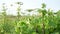 Many dangerous poisonous plants Giant Hogweed Heracleum, Cow Parsnip in the field. Maturation