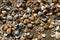 Many dead marine mollusk shells on the beach sand