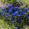 Many deep blue blooms of gentian flower in green grass