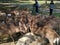 Many deer gathered near a stone for feeding, Nara Park, Nara